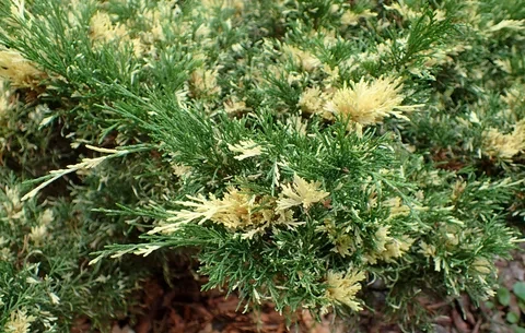 Можжевельник казацкий Вариегата (Variegata)