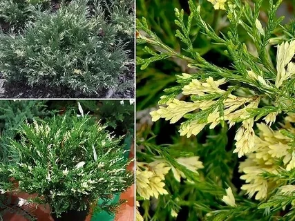 Можжевельник казацкий Вариегата (Variegata)