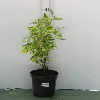 Дерен белый Гухалти (Gouchaultii)
