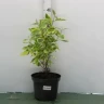 Дерен белый Гухалти (Gouchaultii)