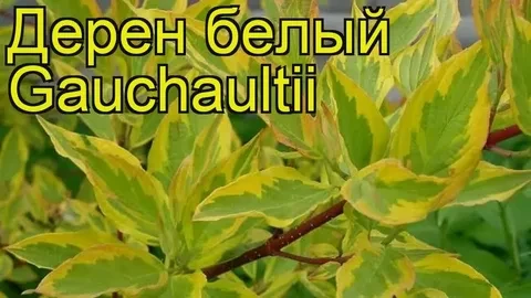 Дерен белый Гухалти (Gouchaultii)