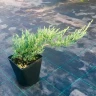 Можжевельник казацкий Рокери Джем (Rockery Gem)