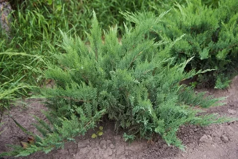 Можжевельник казацкий Рокери Джем (Rockery Gem)