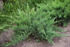 Можжевельник казацкий Рокери Джем (Rockery Gem)