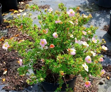 Лапчатка кустарниковая Лавли Пинк (Lovely Pink)