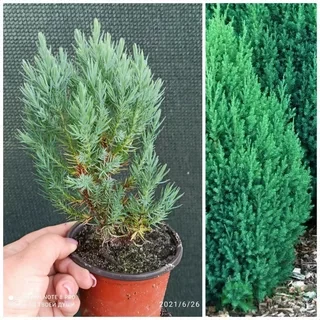 Можжевельник китайский Стрикта (Stricta)