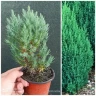 Можжевельник китайский Стрикта (Stricta)