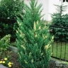 Можжевельник китайский Вариегата (Variegata)