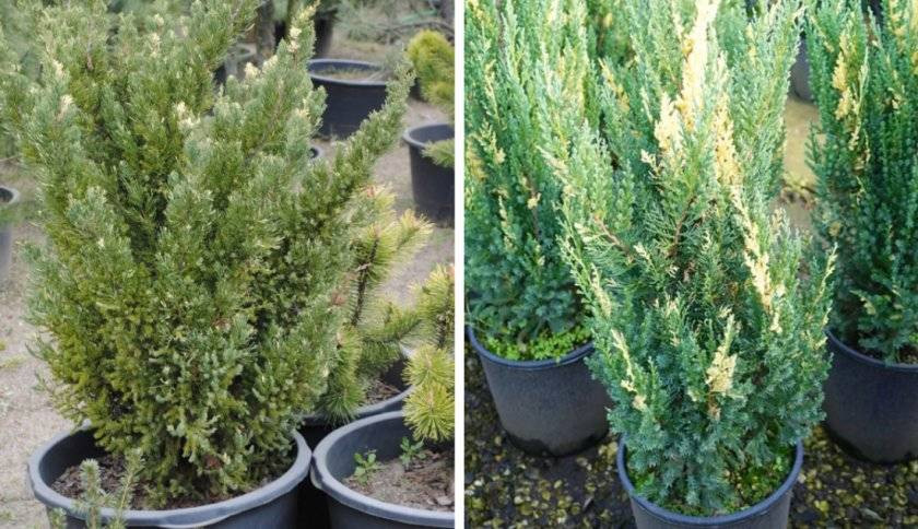 Можжевельник китайский Вариегата (Variegata)