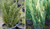 Можжевельник китайский Вариегата (Variegata)