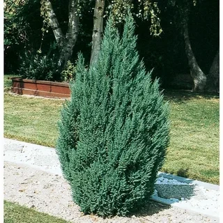Можжевельник китайский Блю Поинт (BLUE POINT)