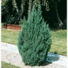 Можжевельник китайский Блю Поинт (BLUE POINT)