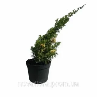 Можжевельник китайский Кайзука Вариегата (Kaizuka Variegata)