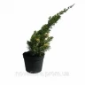 Можжевельник китайский Кайзука Вариегата (Kaizuka Variegata)
