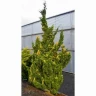 Можжевельник китайский Кайзука Вариегата (Kaizuka Variegata)