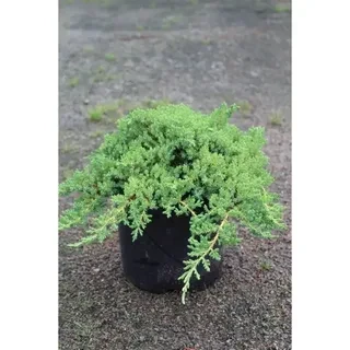 Можжевельник лежачий Нана (Nana)