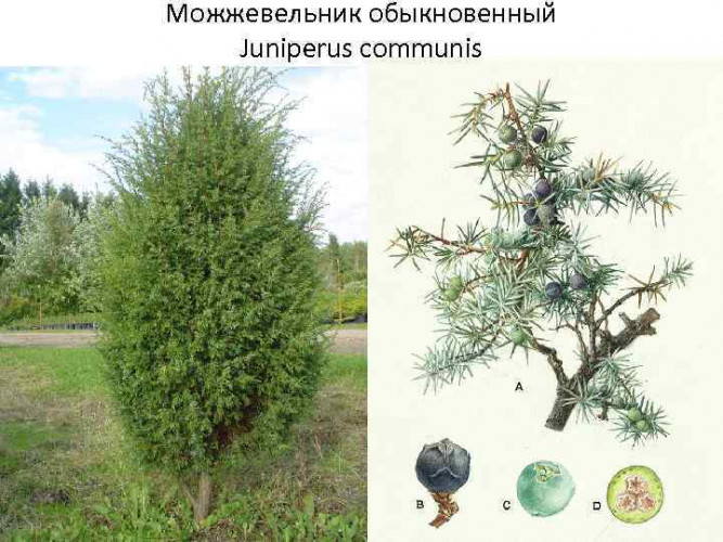 Можжеве́льник обыкнове́нный (Juníperus commúnis)