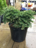 Тсуга канадская Джедделох (Jeddeloh)