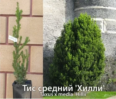 Тис средний Хилли (Hillii)