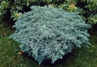 Можжевельник чешуйчатый Блю Стар (Blue Star)