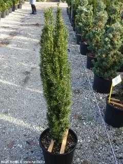 Тис ягодный Фастигиата Робуста (Fastigiata Robusta)