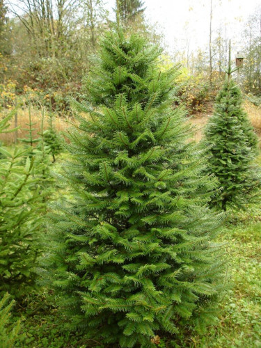 Псевдотсуга Мензиса, дугласия (menziesii)
