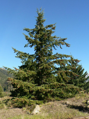 Псевдотсуга Мензиса, дугласия (menziesii)