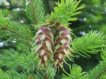 Псевдотсуга Мензиса, дугласия (menziesii)