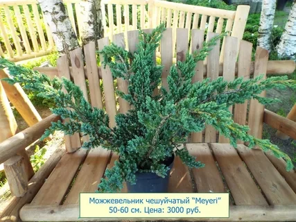 Можжевельник чешуйчатый Мейери (Meyeri)