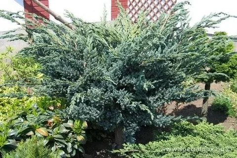 Можжевельник чешуйчатый Мейери (Meyeri)