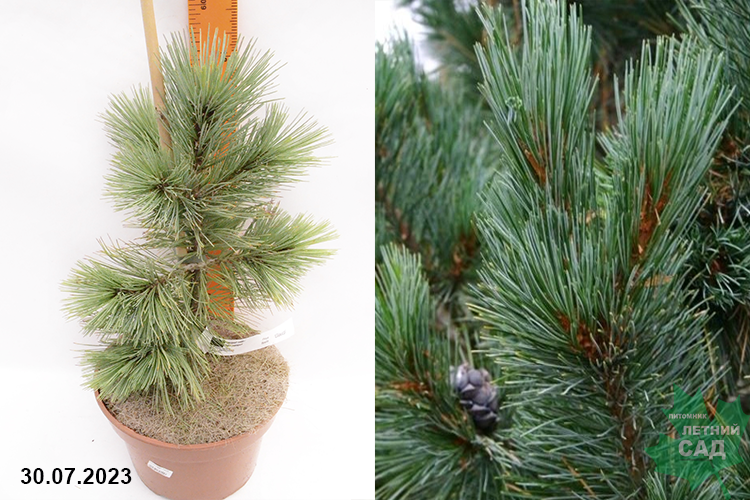 Сосна гибкая Глаука (Pinus flexilis Glauca)