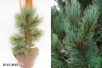 Сосна гибкая Глаука (Pinus flexilis Glauca)