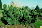 Сосна гибкая Глаука (Pinus flexilis Glauca)