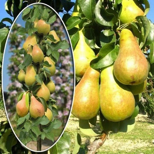 Груша Пирамидальная (осенний сорт)