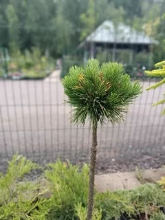 Сосна горная Мопс (Mops) на штамбе 50-60