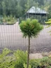 Сосна горная Мопс (Mops) на штамбе 50-60