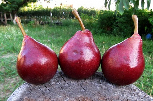 Груша Старкримсон (летний сорт)