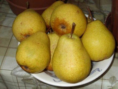 Груша Просто Мария (осенний сорт)