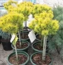 Сосна горная Винтер Голд (Winter Gold) на штамбе 50-60 см 