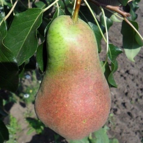 Груша Русская красавица (Летний сорт)