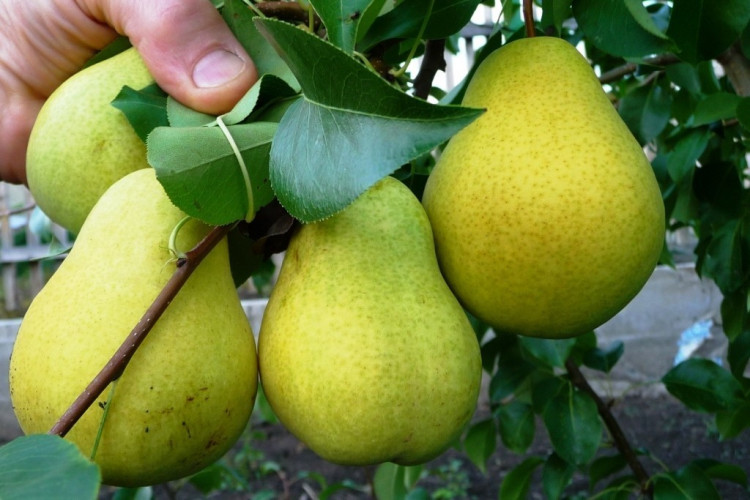 Груша Чижевская (Летний сорт)