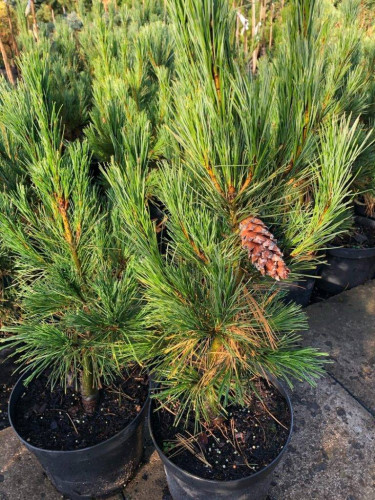Сосна румелийская (Pinus peuce)