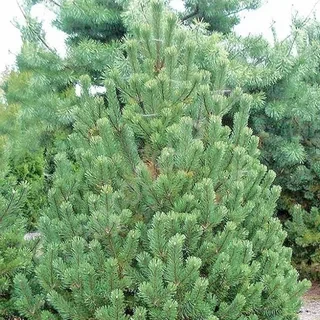 Сосна румелийская (Pinus peuce)