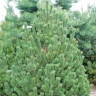 Сосна румелийская (Pinus peuce)