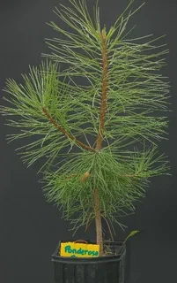 Сосна желтая (Pinus ponderosa)