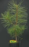 Сосна желтая (Pinus ponderosa)