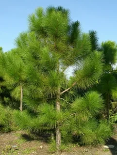 Сосна желтая (Pinus ponderosa)
