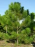 Сосна желтая (Pinus ponderosa)