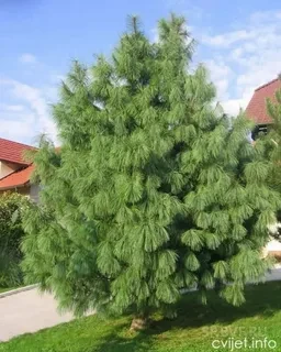Сосна гималайская Валлиха (wallichiana)