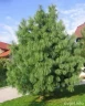 Сосна гималайская Валлиха (wallichiana)